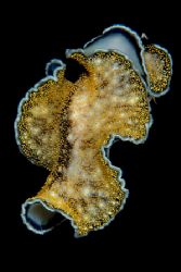 Free swimming flatworm....night dive in Wakatobi by Karl Dietz 